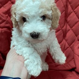 Cavapoo and Poodle Puppies from Happy Tails Poods and Doods