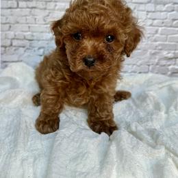 Thumper - Red  male Poodle puppy in Riverside, California from Red Toy Poodle World