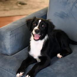 Poppy - Black and white female Aussiedoodle puppy in Peyton, Colorado from Colorful Colorado Aussiedoodles