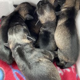 Miniature Schnauzer Puppies from Krystle's Miniature Schnauzers