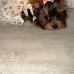 Kai tcup - Black and gold female Yorkshire Terrier puppy in Maple Heights, Ohio from Yorkiesllc