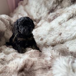 Luigi - Phantom male Poodle puppy in Uniondale, New York from Poodles Are Mixy
