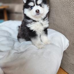 Pomsky Puppies from Bluebird House of Pomsky