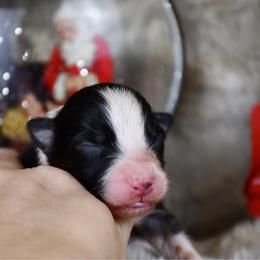 Bisous - Black tri-color male Australian Shepherd puppy in Kirksville, Missouri from BellSharps Australian Shepherds
