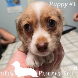 Puppy 1 - Dapple female Dachshund puppy in Anamosa, Iowa from Melsh Precious Pets