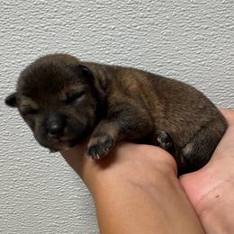 Cruz - Sesame male Shiba Inu puppy in Covington, Ohio from Rustic Country Shibas