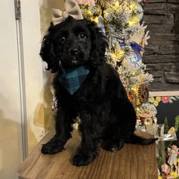 Maddy - Black and white female Cockapoo puppy in Berea, Kentucky from Blair’s Furry Friends