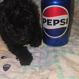 Boy 2 - Black male Poodle puppy in North Augusta, South Carolina from Tiny Paws Luxury Pets