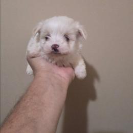 Bently - White male Maltipoo puppy in Everett, Washington from Meadows Ranch