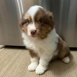 Boy 3 - Red merle male Miniature Australian Shepherd puppy in Olean, New York from Windy River Mini Aussie