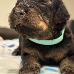 Goldendoodle and Poodle Puppies from Southern Stroll Poodles & Doodles