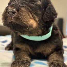 Goldendoodle and Poodle Puppies from Southern Stroll Poodles & Doodles
