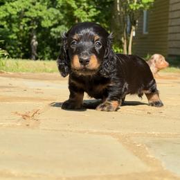 Jonah 3000 - Black and tan male Dachshund puppy in Steele, Alabama from Taylored Dachshunds