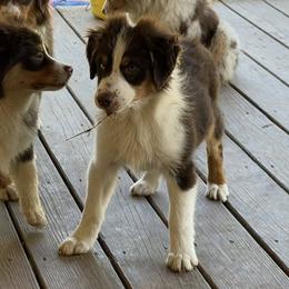 By - Red tri-color female Miniature American Shepherd puppy in Garysburg, North Carolina from Schaefer's Miniature American Shepherds