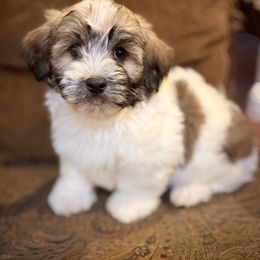 Finn - Black and white male Havanese puppy in Lancaster, South Carolina from 3 Bs Havanese-PUPPIES with  PURPOSE