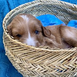 Australian Labradoodle Puppies from Salona- Australian Labradoodles of North America