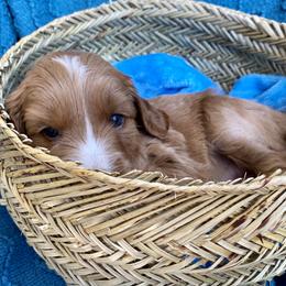 Australian Labradoodle Puppies from Salona- Australian Labradoodles of North America