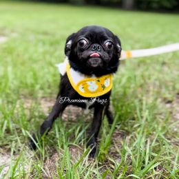 Joy - Black female Pug puppy in Shady Hills, Florida from Premium Pugs