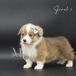 Sapphire (Female 2) - Red female Pembroke Welsh Corgi puppy in Straughn, Alabama from Magnolia Creek Corgis