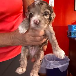 Saint - Merle male Cockapoo puppy in Lillington, North Carolina from Peace, Love, and Puppies at the Creek