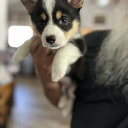 Pembroke Welsh Corgi Puppies from Dash'n Corgis of AZ