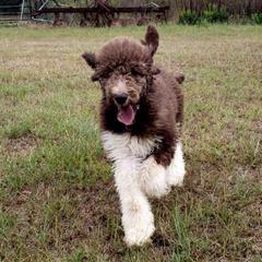 Aussiedoodles, Goldendoodles, and Labradoodles from Cherokee Rose kennels