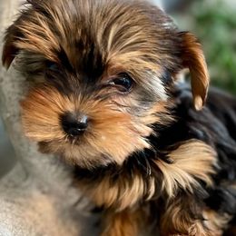 Goldendoodles, Poodles, and Yorkshire Terriers from Fancy Paws Inc