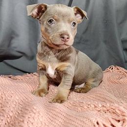 Teddy Roosevelt Terrier Puppies from Travelin' Man Terriers