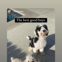 Bernedoodle Puppies from Sweet Pea Bernedoodles