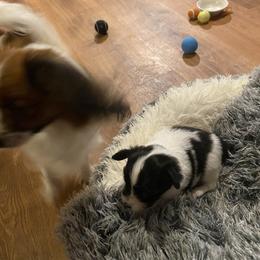 Puppy  puppy 1 - White and black male Papillon puppy in Derry, New Hampshire from A Circle Of Love Papillons