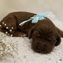Girl 2 - female Goldendoodle puppy in Waskom, Texas from Pearls & Curls doodles & poodles