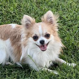Oliver - Chihuahua