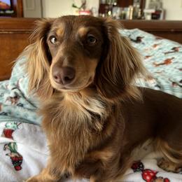 Sparrow - Dachshund