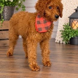 AKC Bella - Red  female Poodle puppy in Cape Coral, Florida from Ruby the poodle