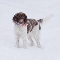 Drentsche Patrijshond All Grown Up from California Drents