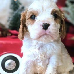St Nicholas - Blenheim male Cavalier King Charles Spaniel puppy in Marshfield, Missouri from Puppyloversplace