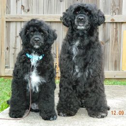 Portuguese Water Dogs from Mariner Kennel
