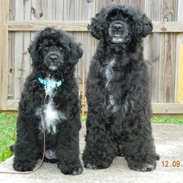 Portuguese Water Dogs from Mariner Kennel