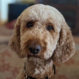 Labradoodles from Sedona Rose Doodles