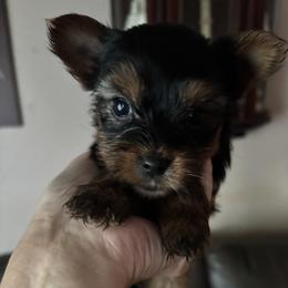 Nicholas - Black and tan male Yorkshire Terrier puppy in Wagoner, Oklahoma from Rosenthal Yorkies