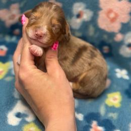Grumpy AKC - Dapple male Dachshund puppy in Oklahoma City, Oklahoma from Barrett’s Doxie Farm