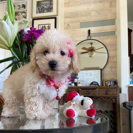 Candy - Cream female Cavapoo puppy in Los Angeles, California from Myles Barnum