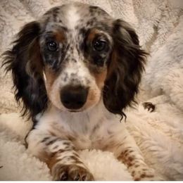 Willa  - Dachshund