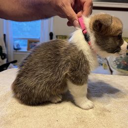 Pink Collar - Red female Pembroke Welsh Corgi puppy in Saylorsburg, Pennsylvania from Dunnideer Farm