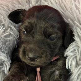 Lily - Brindle female Dachshund puppy in Mt Sterling, Ohio from Murphy's 4 paws and a tail