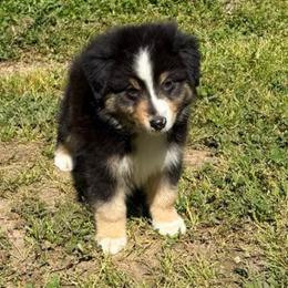 Artemis - Black tri male Miniature American Shepherd puppy in Ballico, California from SierraVu Minis