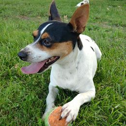 Bindi - Rat Terrier