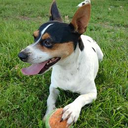 Bindi - Rat Terrier