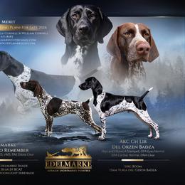 German Shorthaired Pointer puppies from Edelmarke GSPs Reg’d