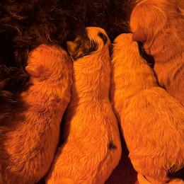 Bernedoodles, Cavapoos, Goldendoodles, Miniature Schnauzers, and Poodles from Alyssa Xxweetdoodles
